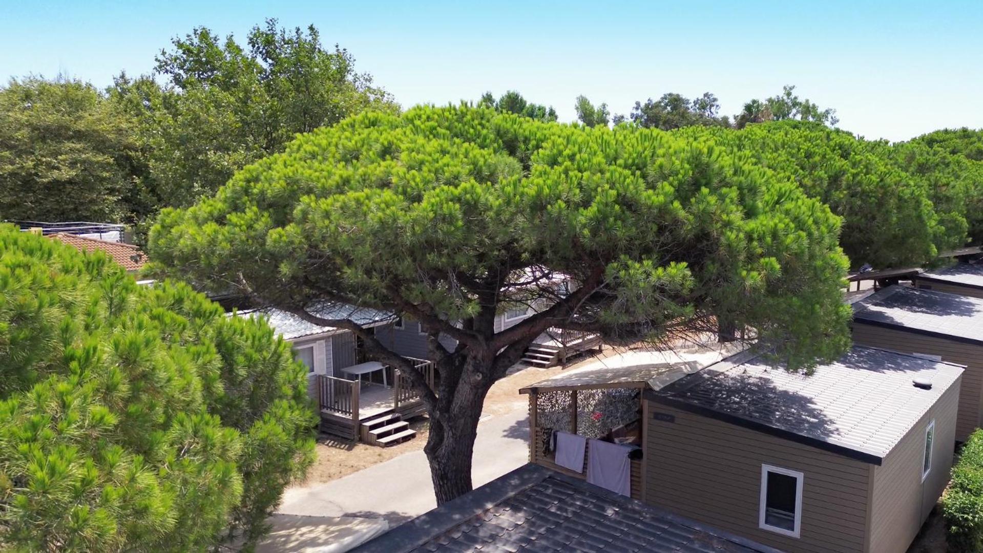 Camping La Bergerie Plage Hyeres Exterior photo